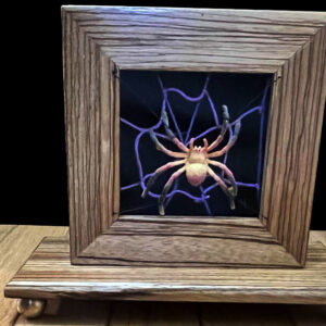 Spideriffic (Desktop) - magic tricks